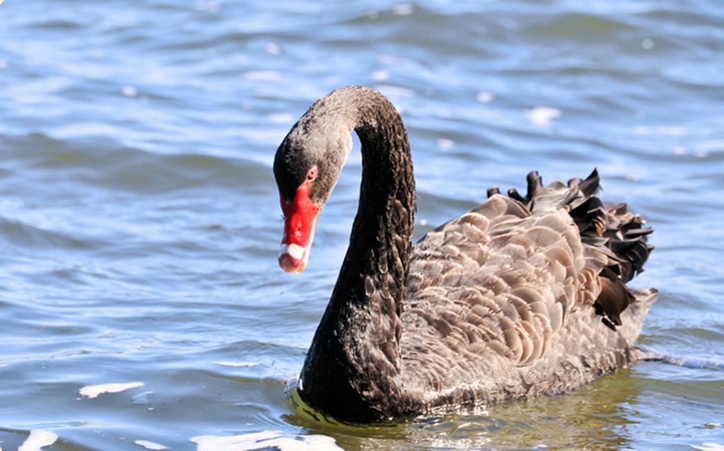 רוטורואה Black Swan Lakeside Boutique Hotel מראה חיצוני תמונה